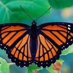 Magic Wings Butterfly Conservatory