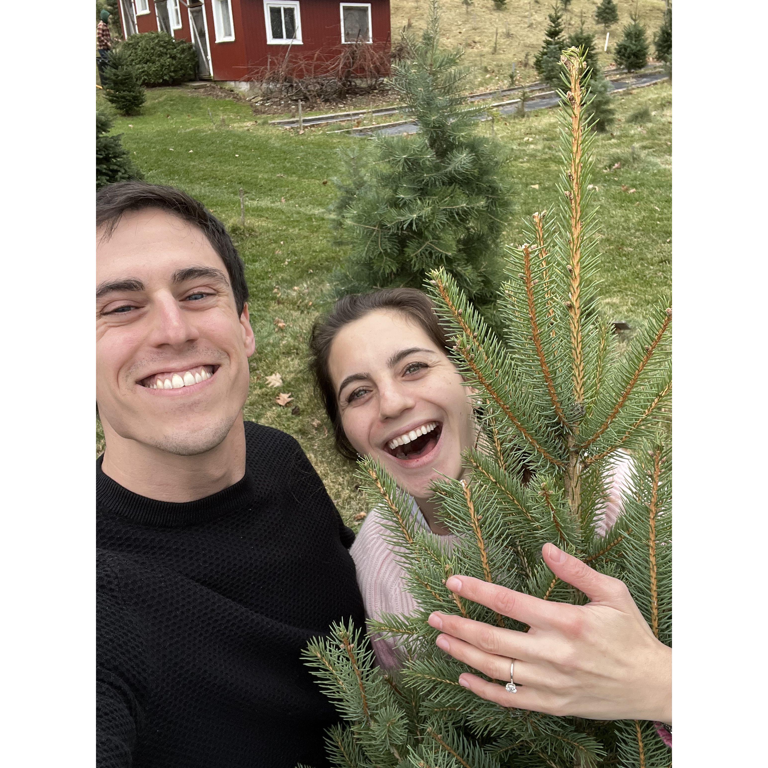 Ella's first Christmas tree! Lovingly picked to celebrate our first Christmas together after getting engaged