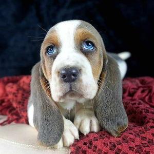 Furry Friend Fund