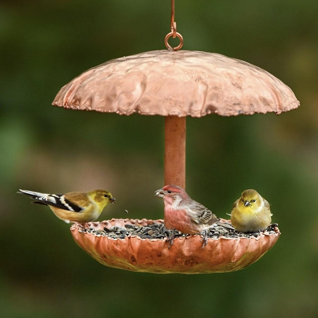 Any Bird Feeders
