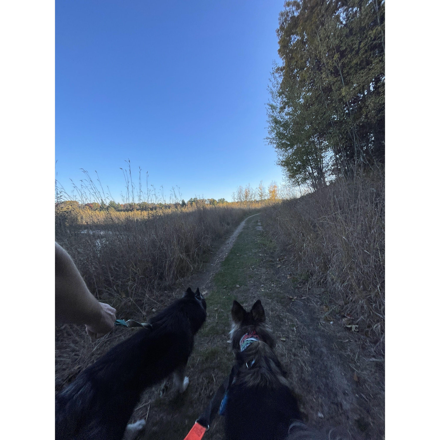 they love walking together.