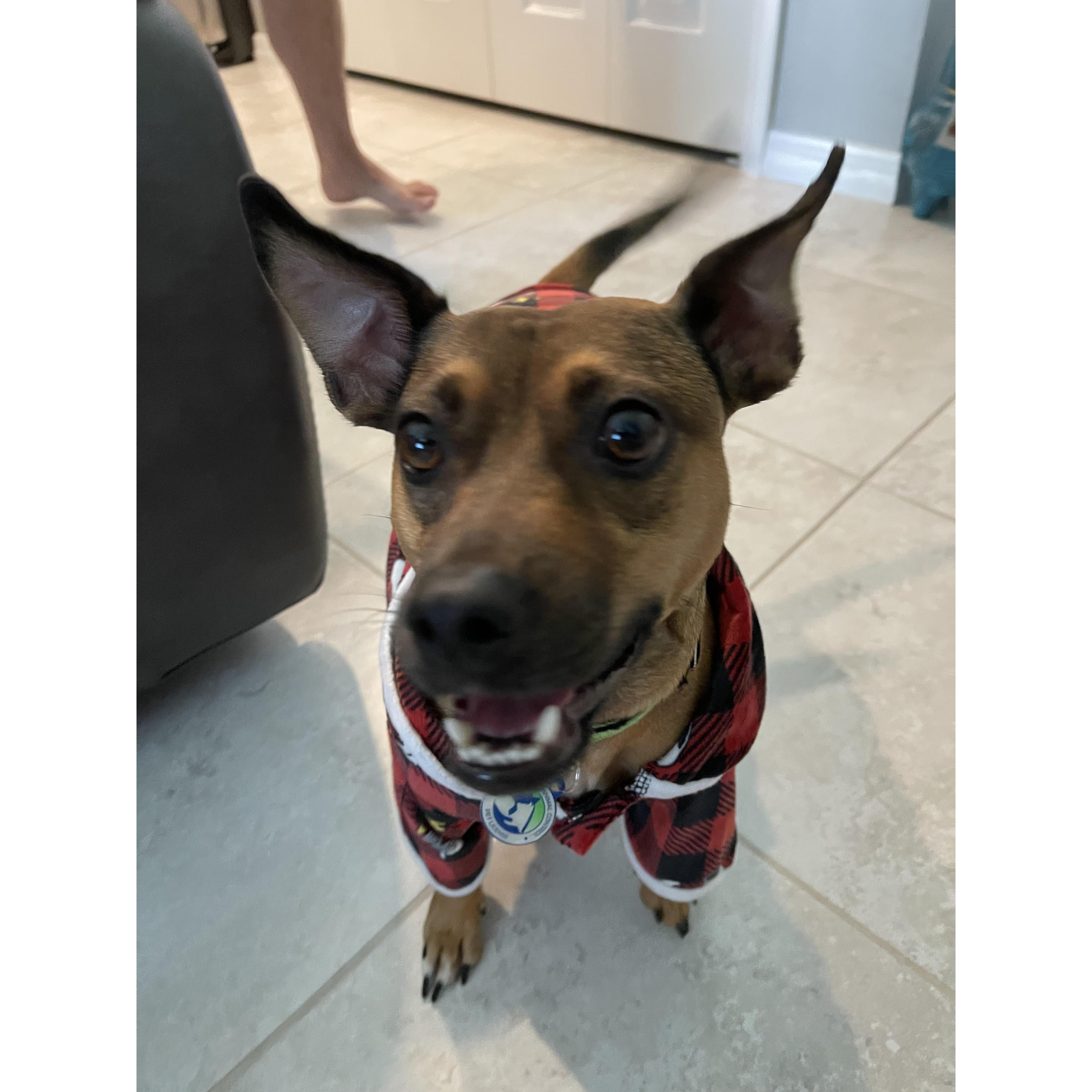 Our sweet rescue dog Scoobie.