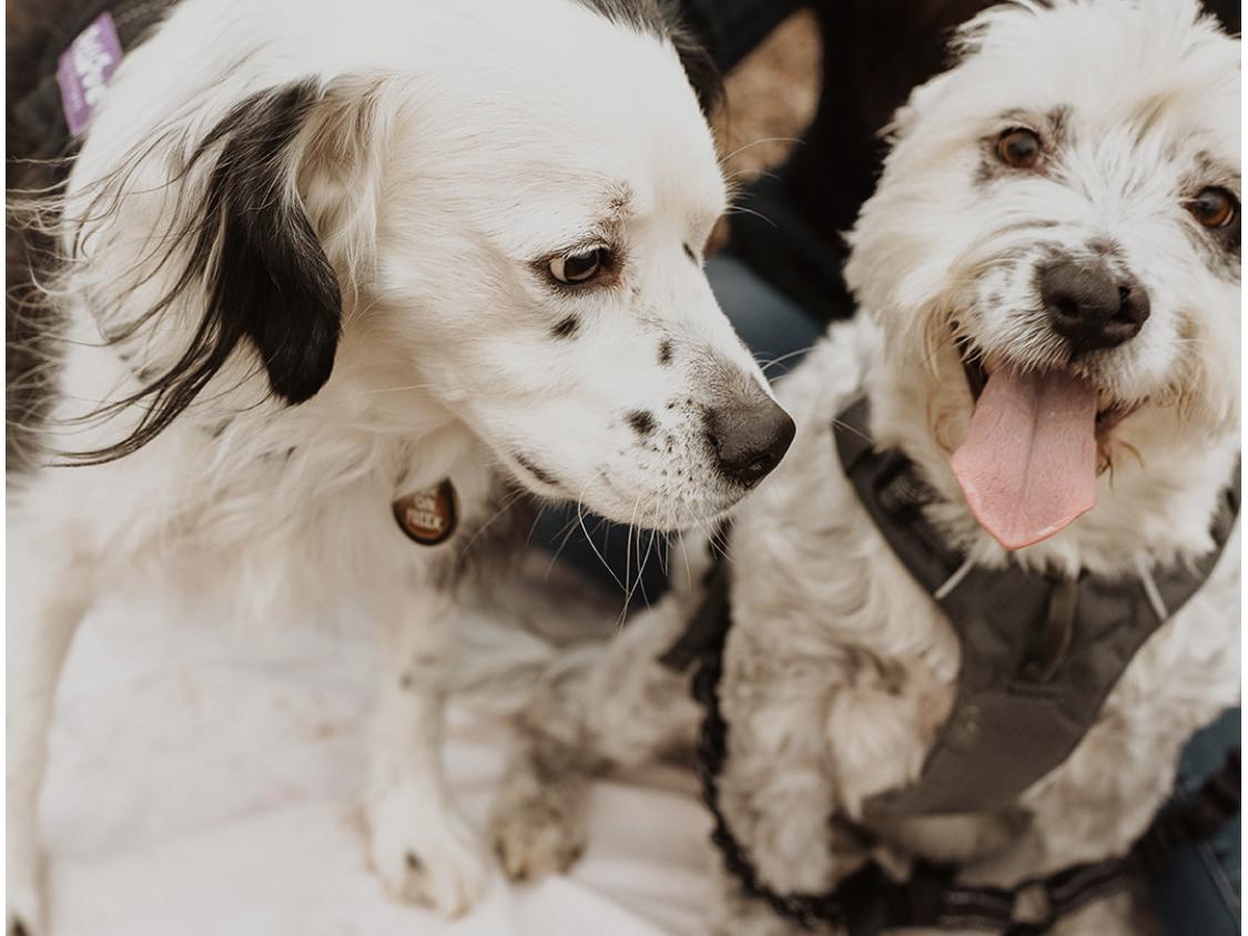 The Wedding Website of Carolyn Schill and Morgan McAndrews