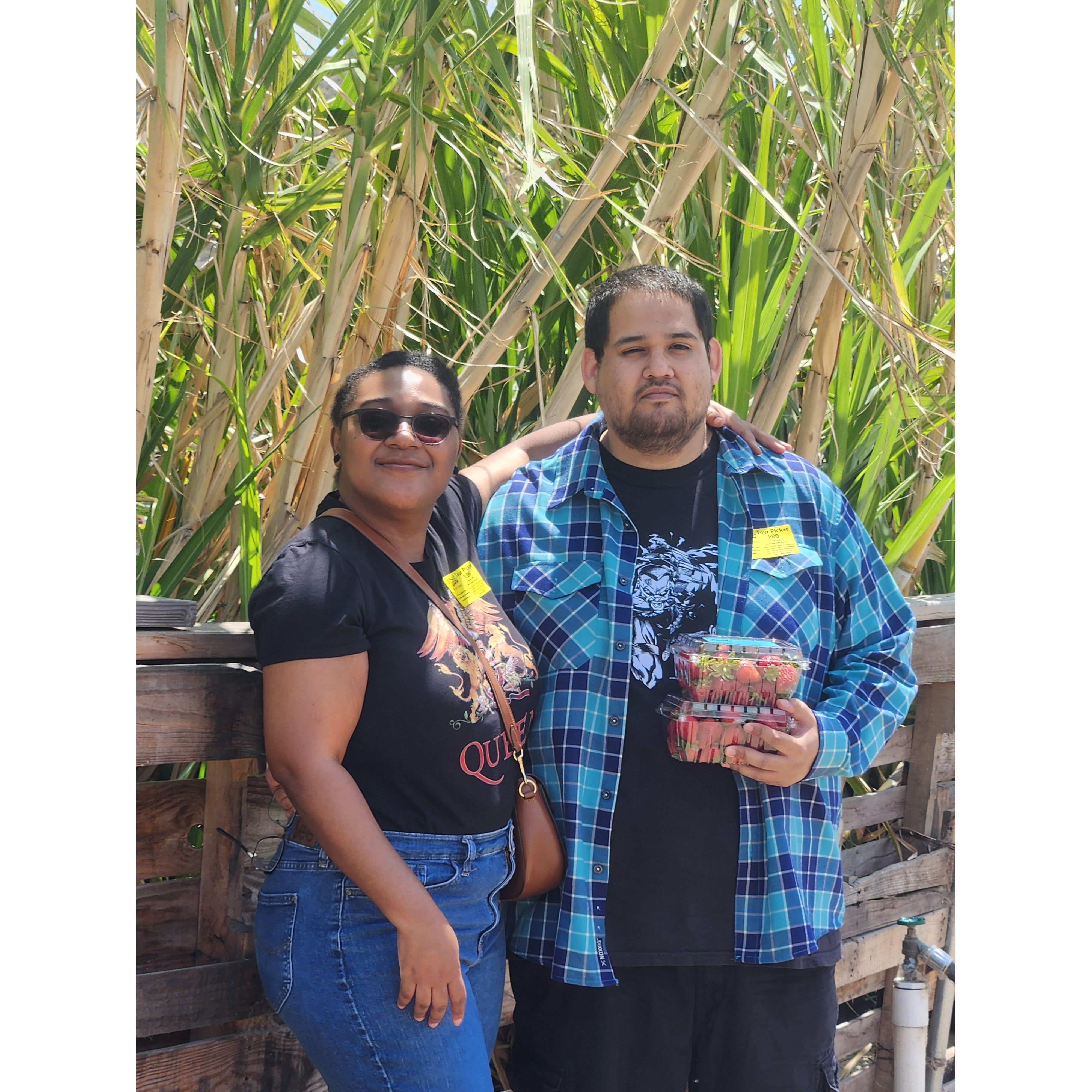Strawberry Picking At Tanaka Farms