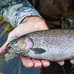 June Lake Fishing