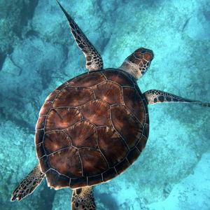 Swimming with Sea Turtles for Two
