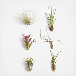 6-Piece Unique Air Plant Collection