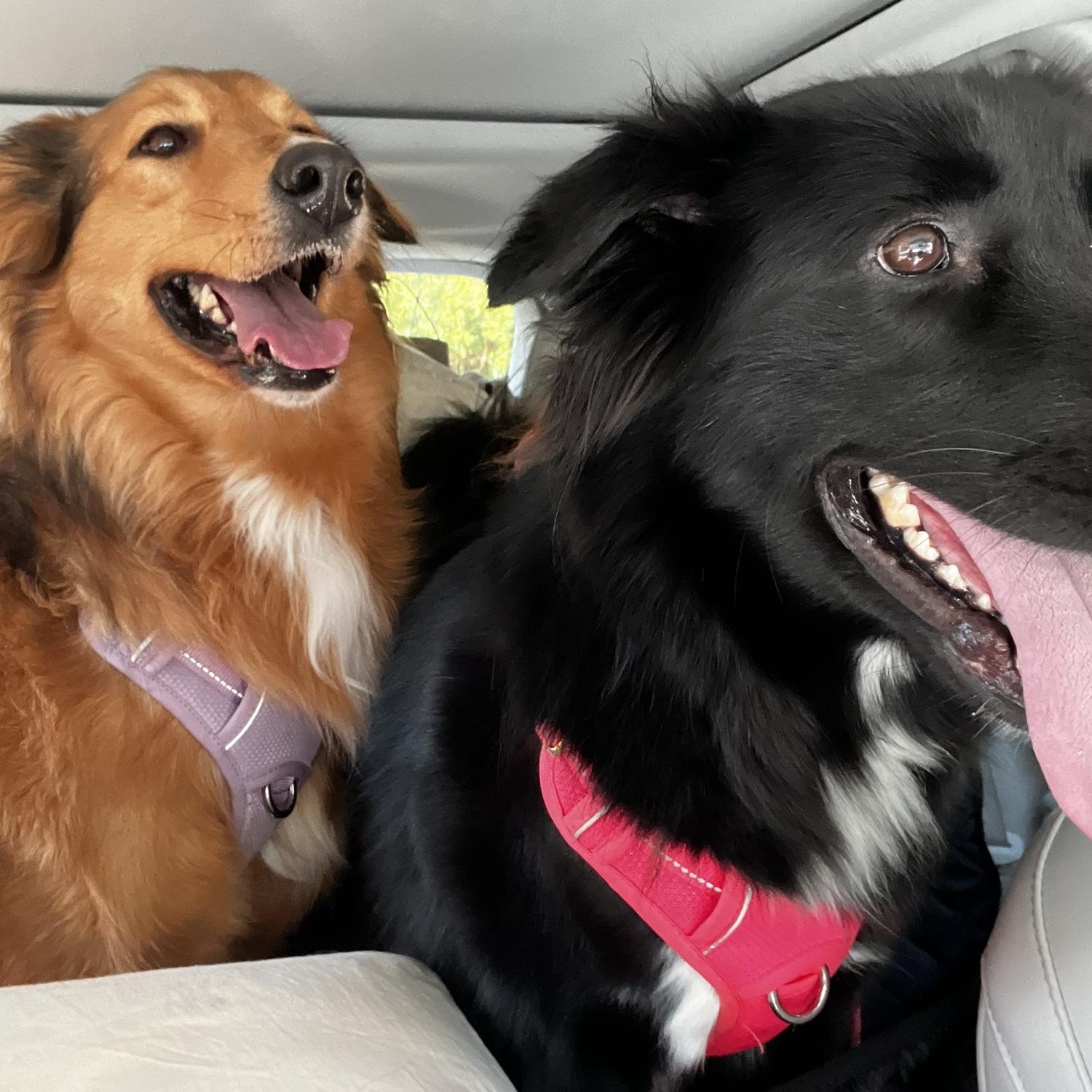 Bella and Daisy