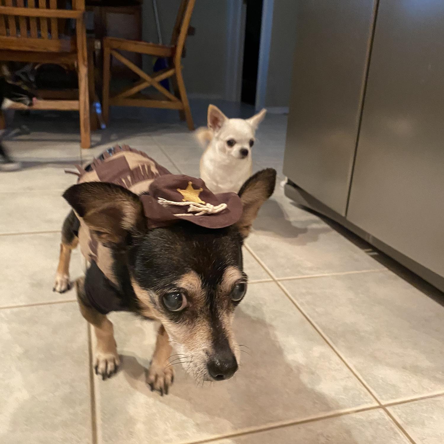 Old man Buddy on patrol with Lil' Bit