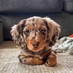 Our New Puppy