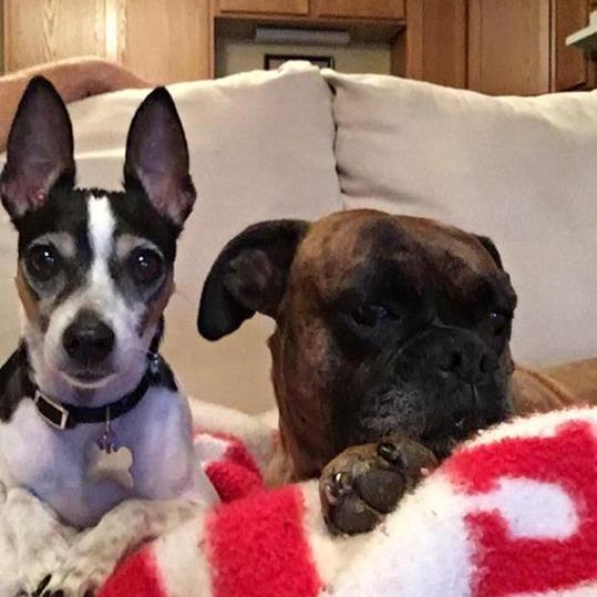 Fur Babies - Chloe & Bruiser