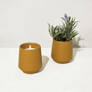 Rooted Candle