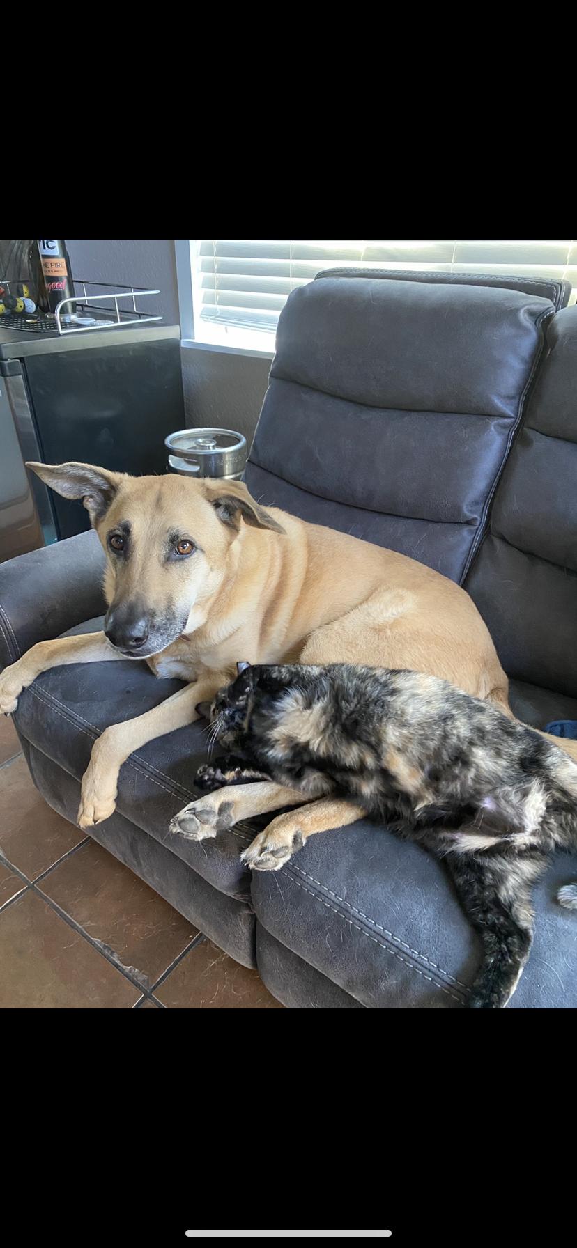 Dani (dog) and Maple (cat) cuddling! Maple looooves Dani!