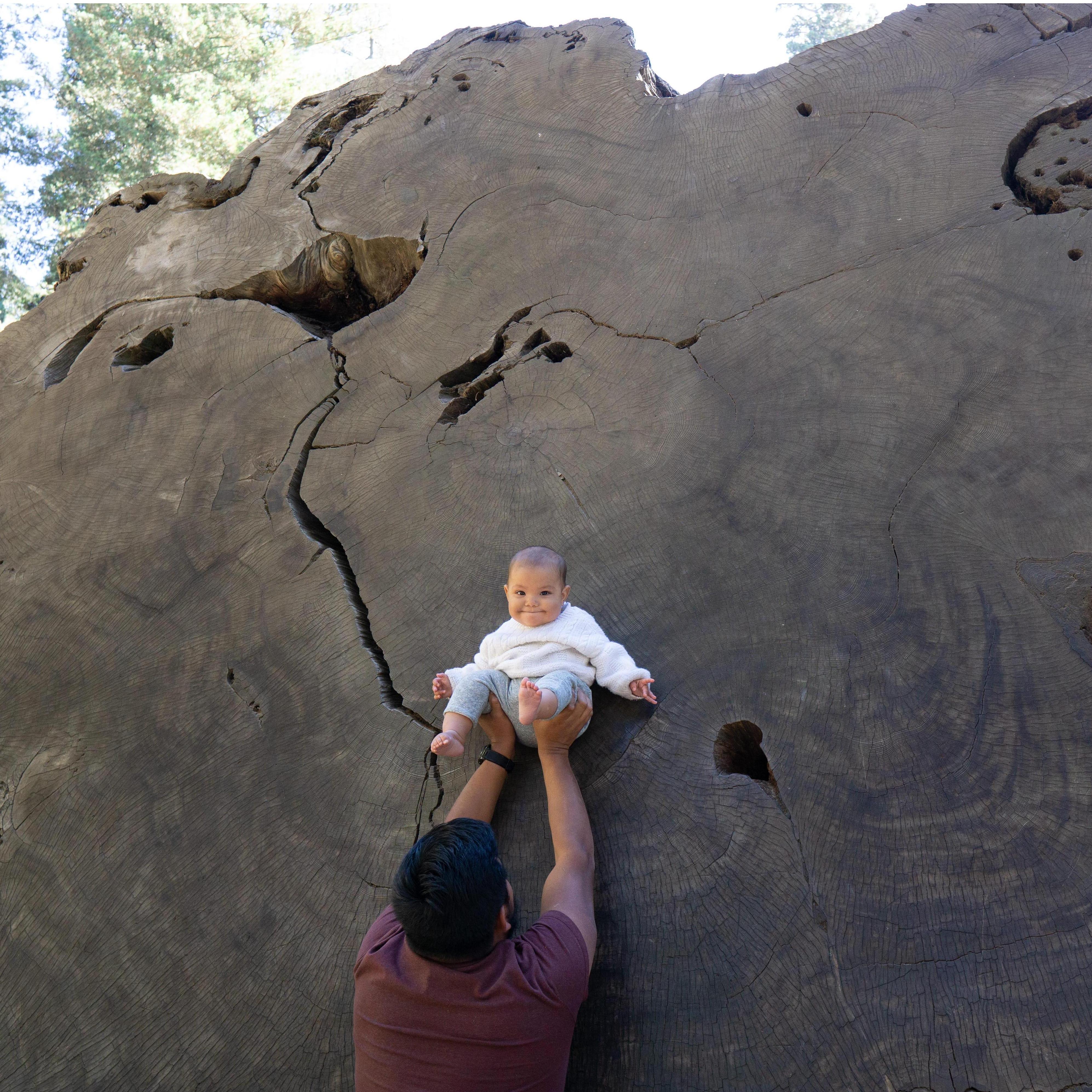 Sequoia NP