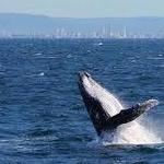 Spirit of Gold Coast Whale Watching