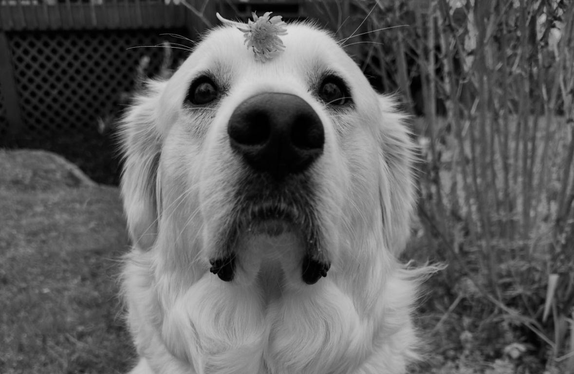 The Wedding Website of Danielle Wood and Chase Drawbaugh