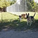 Bangor Dog Park
