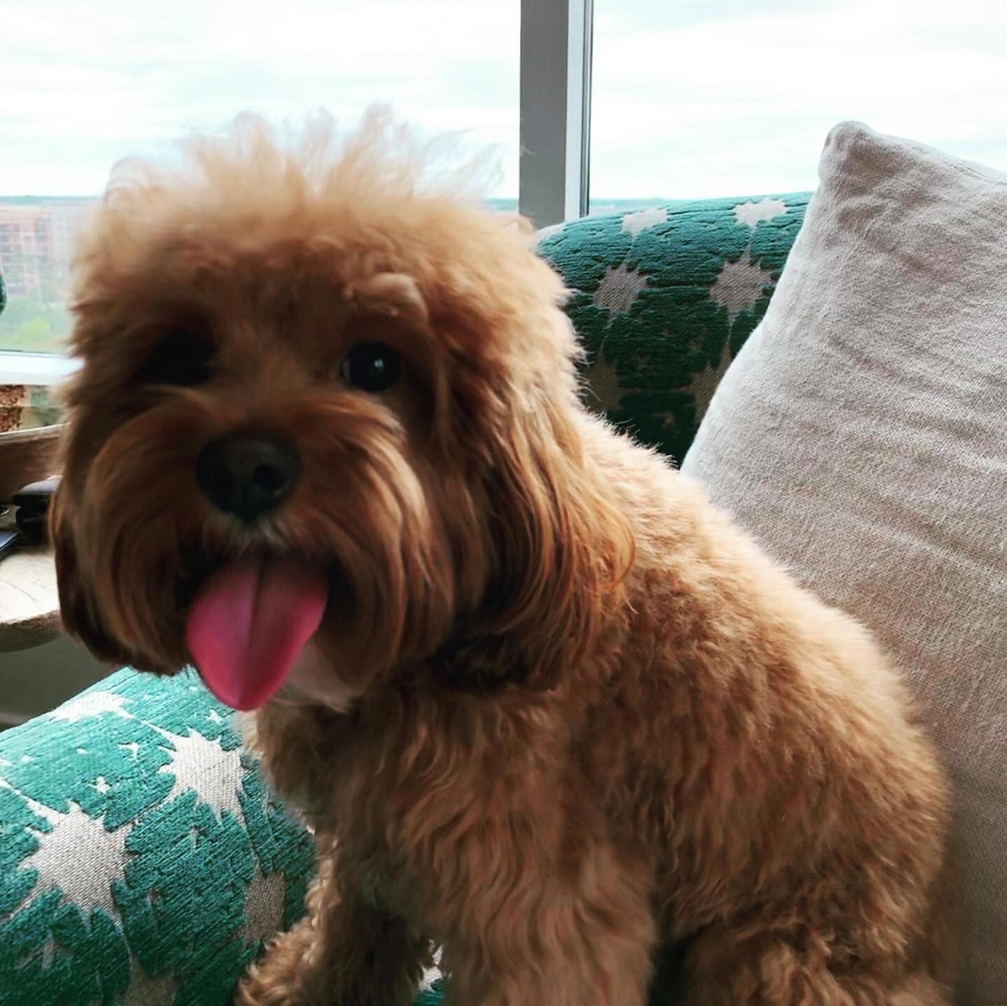 Our little Toulouse!