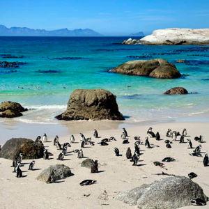 Entry Fee & Lunch at Boulders Beach