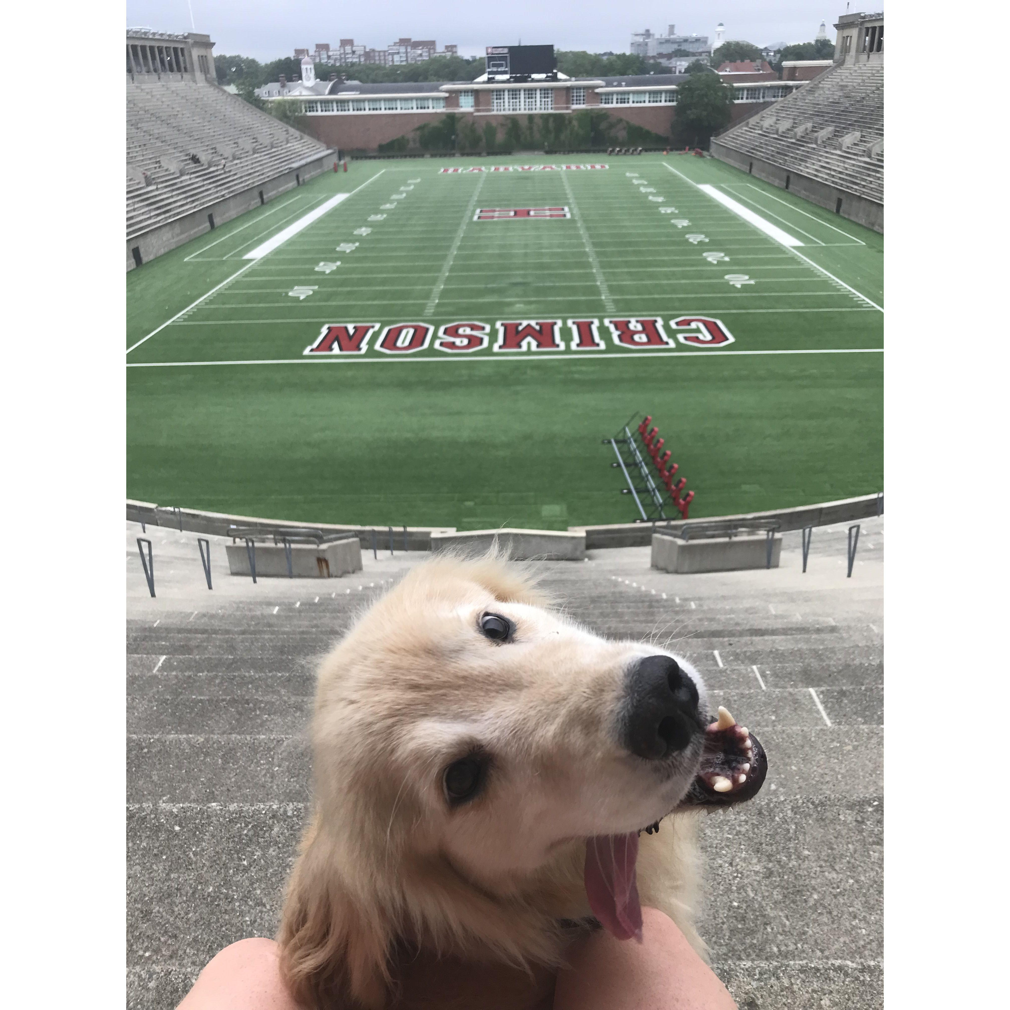 Running the Harvard Stadium with Sully. Summer 2020.