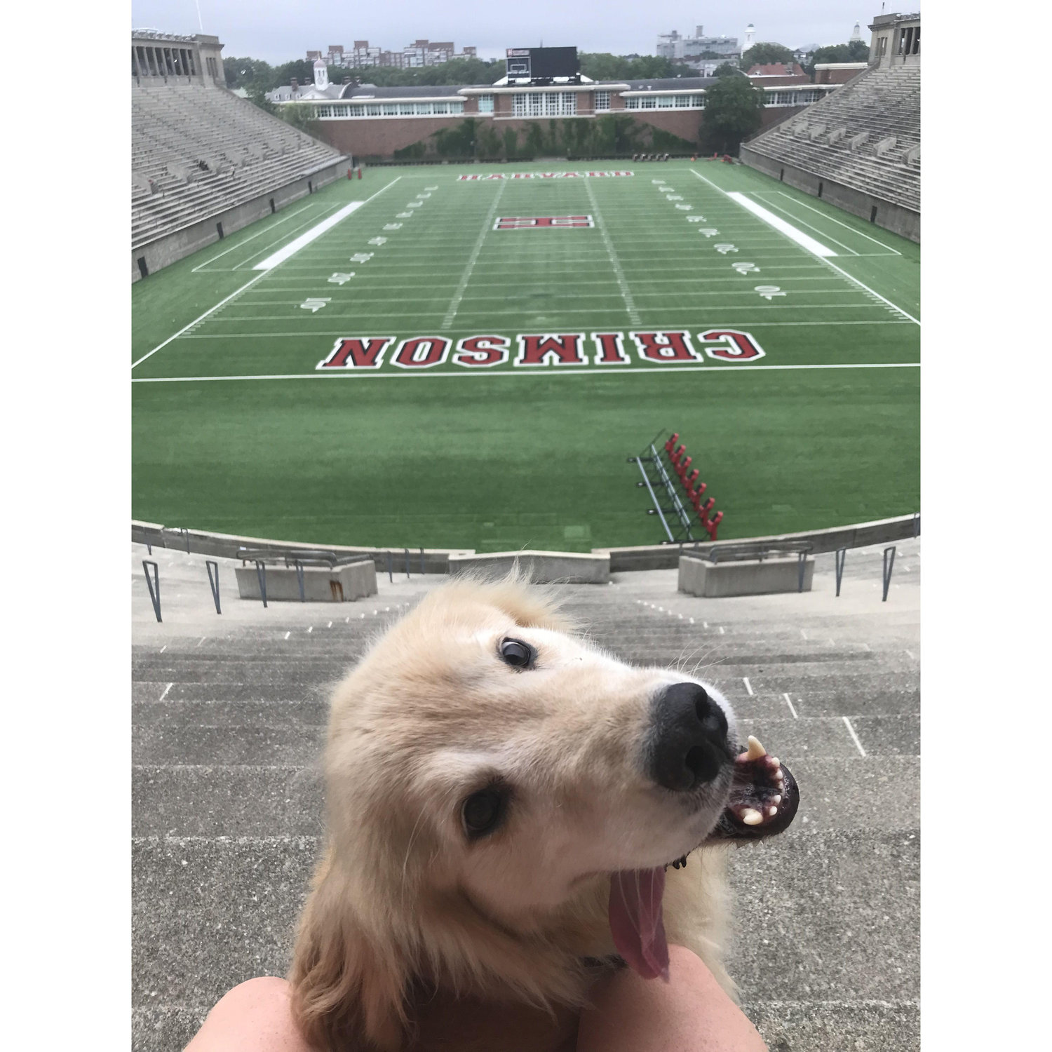 Running the Harvard Stadium with Sully. Summer 2020.