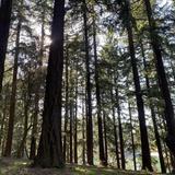 Mt. Tabor Park