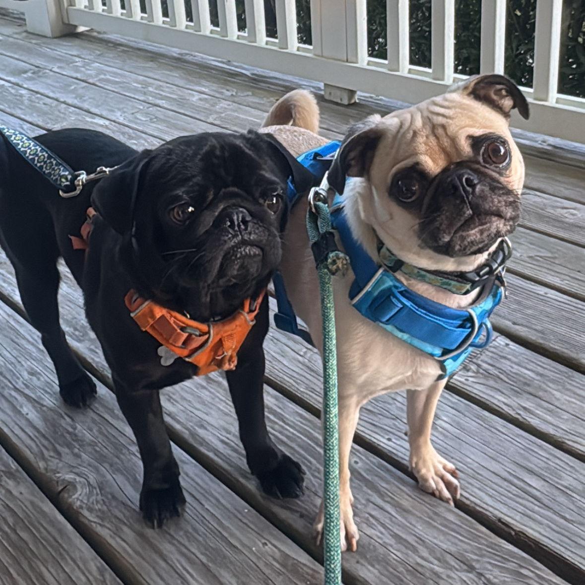 Our babies - Bodhi & Gizmo!