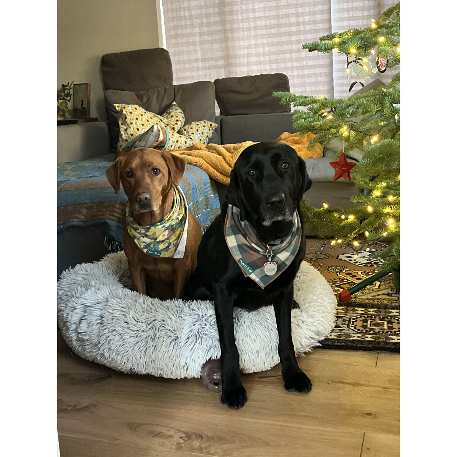 Hobie and Cooper