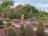 Desert Botanical Garden