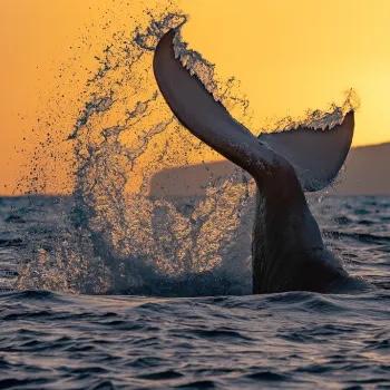 Whale Watching