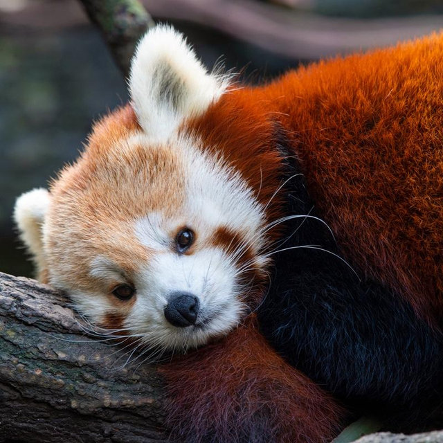 Bronx Zoo Membership