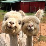 Jersey Shore Alpacas