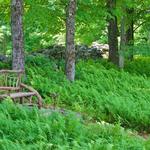 Distant Hill Nature Trail