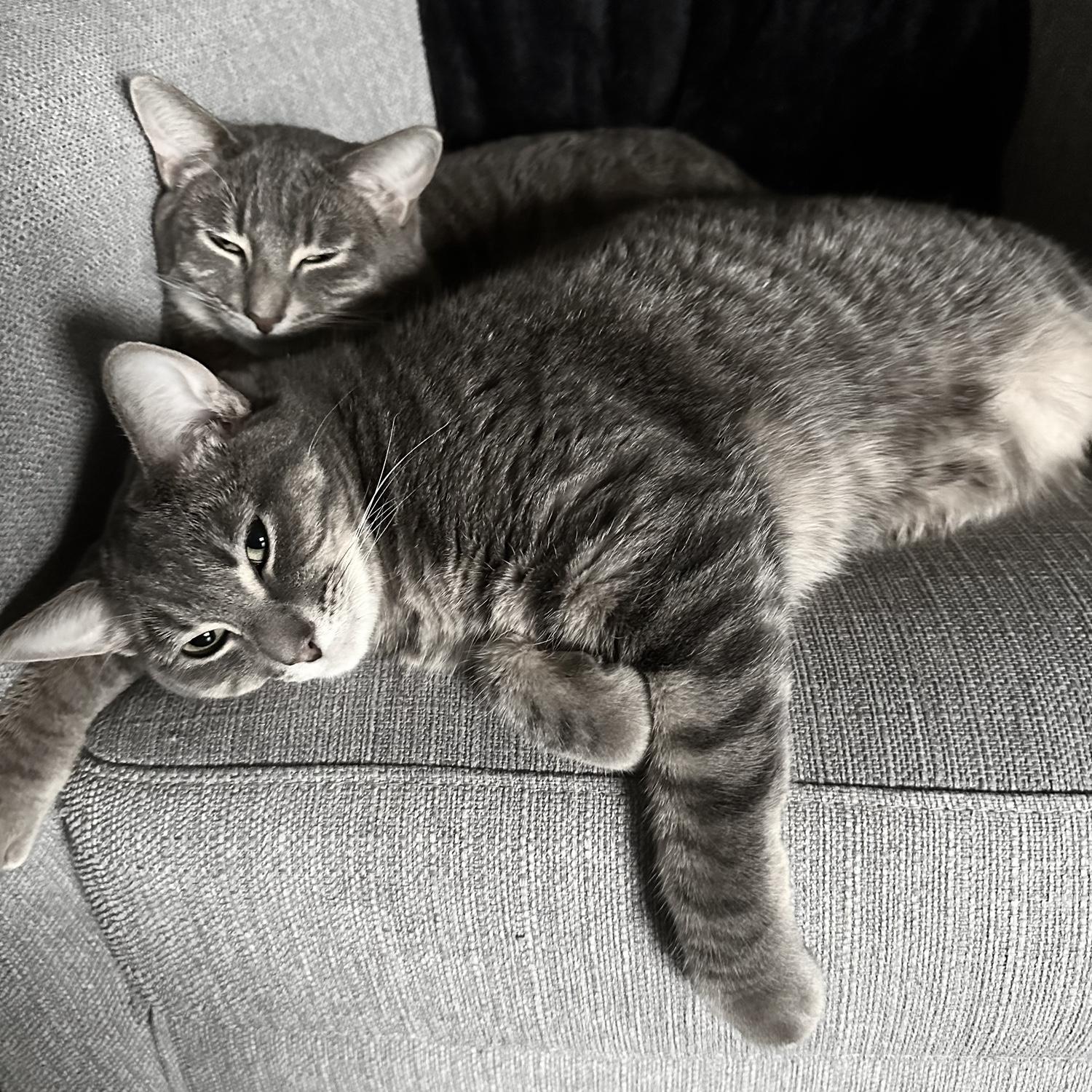 Cleo & Hank — the first fur babies. Tim adopted them before Sabrina, and though Hank now watches from above, Cleo still keeps the house full of love (and attitude). 🐾