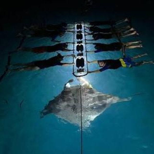 Nighttime Manta Ray Snorkel