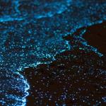 Bioluminescent Mosquito Bay