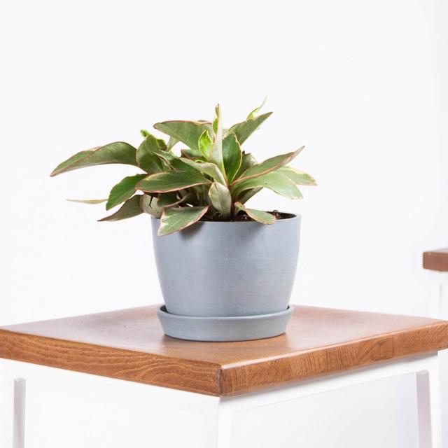 Peperomia Ginny