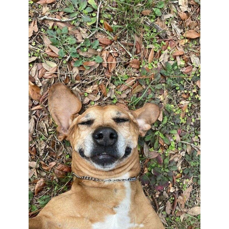 Sierra's Li'l Honey is a large love-hippo and enjoys meeting every person that walks by. Her sleek, 70lb-frame supports a belly that's perfect for tummy rubs and making watermelon ripeness slaps.