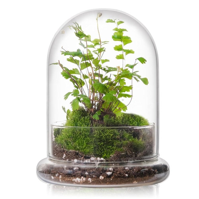 WHJY 6 inches Glass Cloche for Indoor Plants - Small Terrarium with Air Hole, Base, Mini Cloche Dome for Display Home Decor