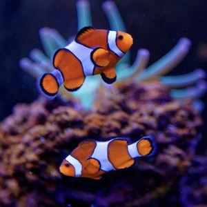 Brandt's Reef Fund