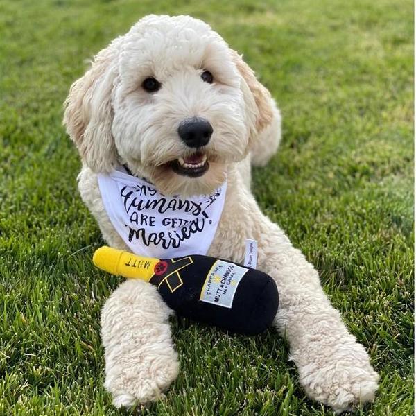 "My hoomans are getting married!"