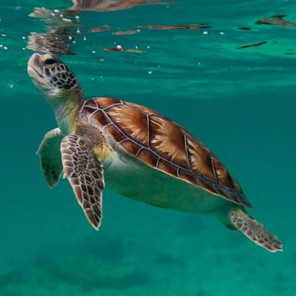 Sea Turtle Snorkeling Tour