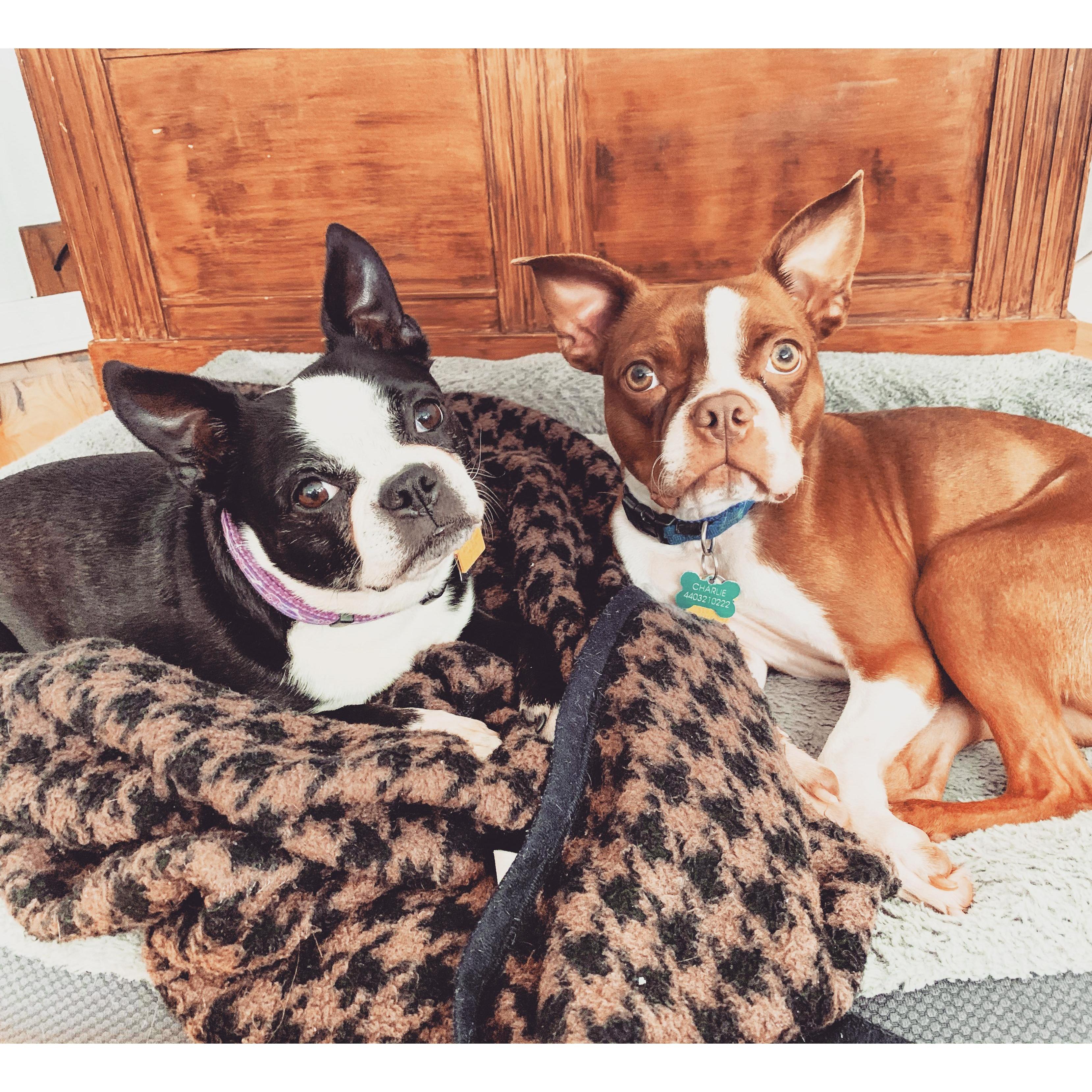 Our two fur babies. 
Daisy (left) has been with me since 2011. Joe fell in love with her. 
In October 2018, we brought home Charlie (right). We love them both dearly! They are spoiled rotten.