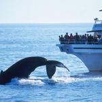Whale Watching