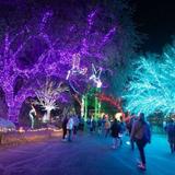 Phoenix Zoo Lights