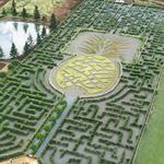 Dole Plantation - Hawaii's Pineapple Experience