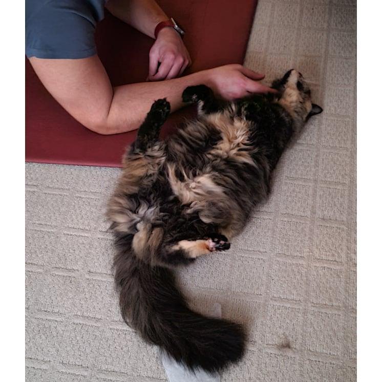 They love to play together.