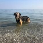 Edgewater Dog Beach