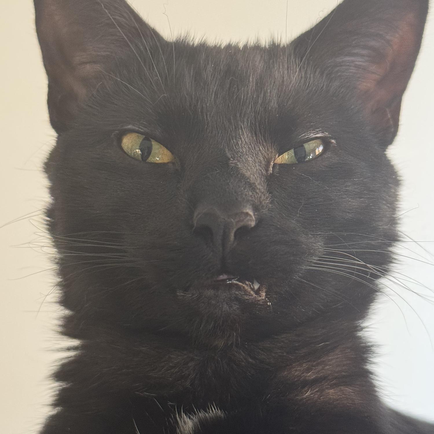 Ebi demonstrating what it would look like if she were taxidermized