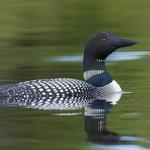 Loon Education Cruise, 8/19, 9:30am-11:00am